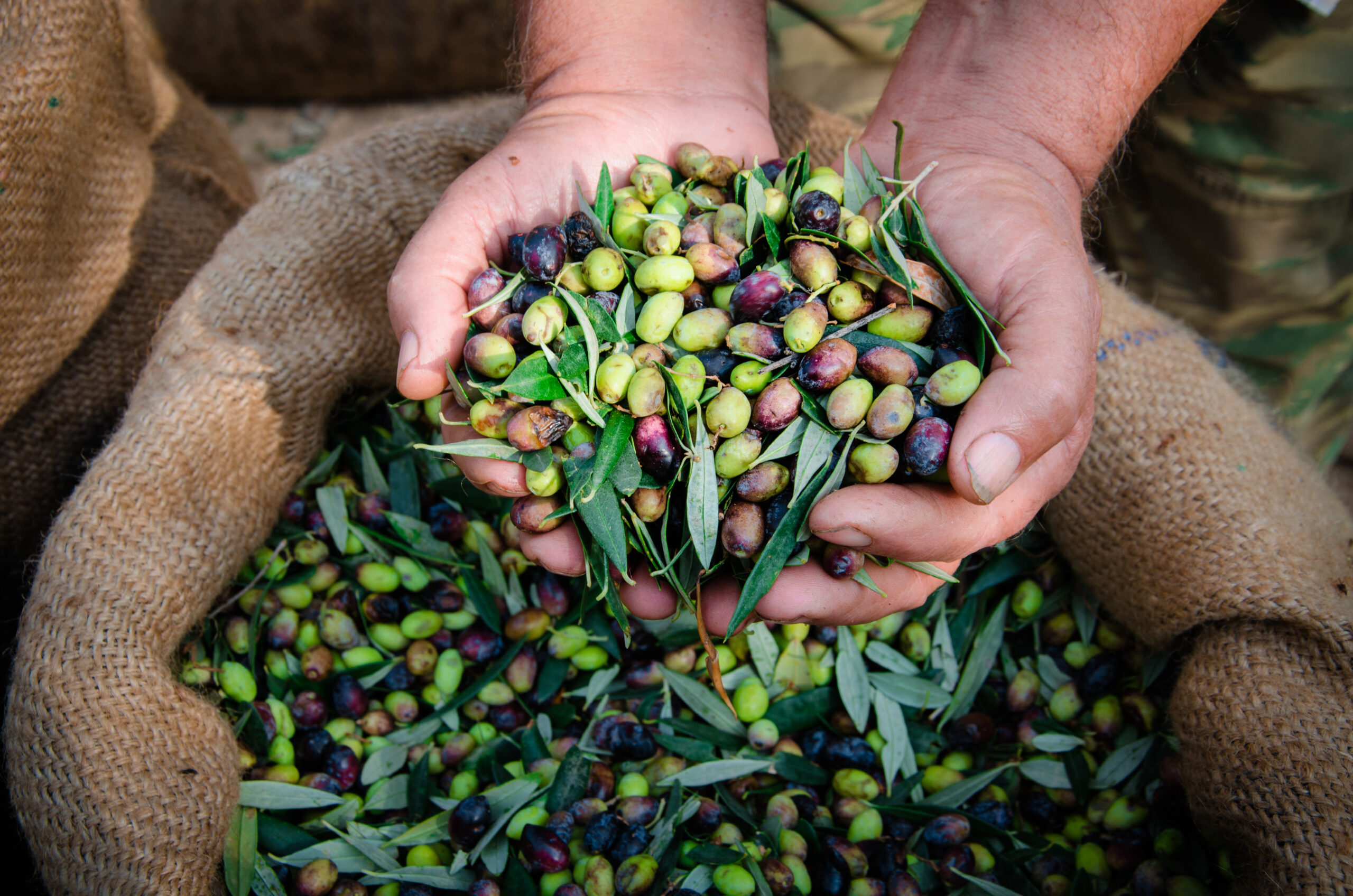 olio extravergine di oliva